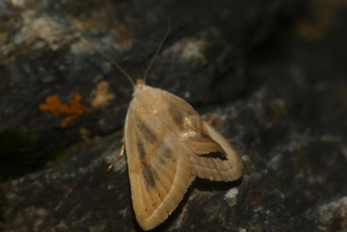 Eublemma pura